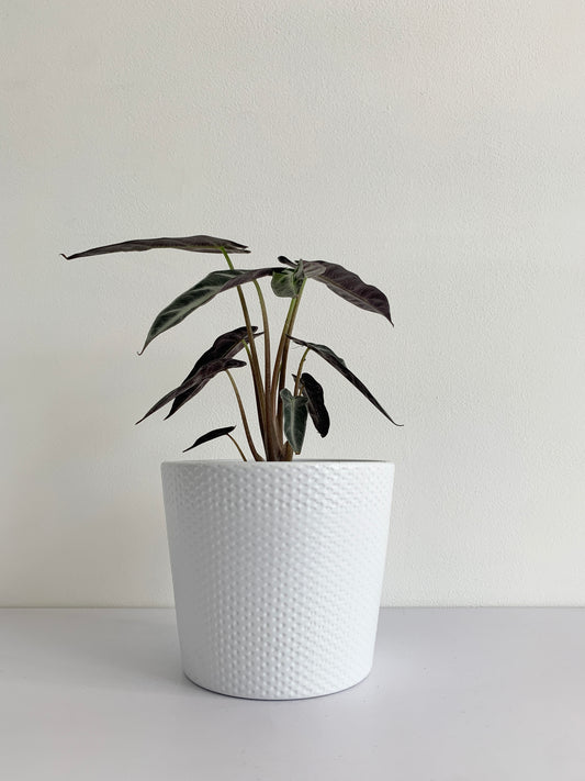 Alocasia Amazonica "Bambino"