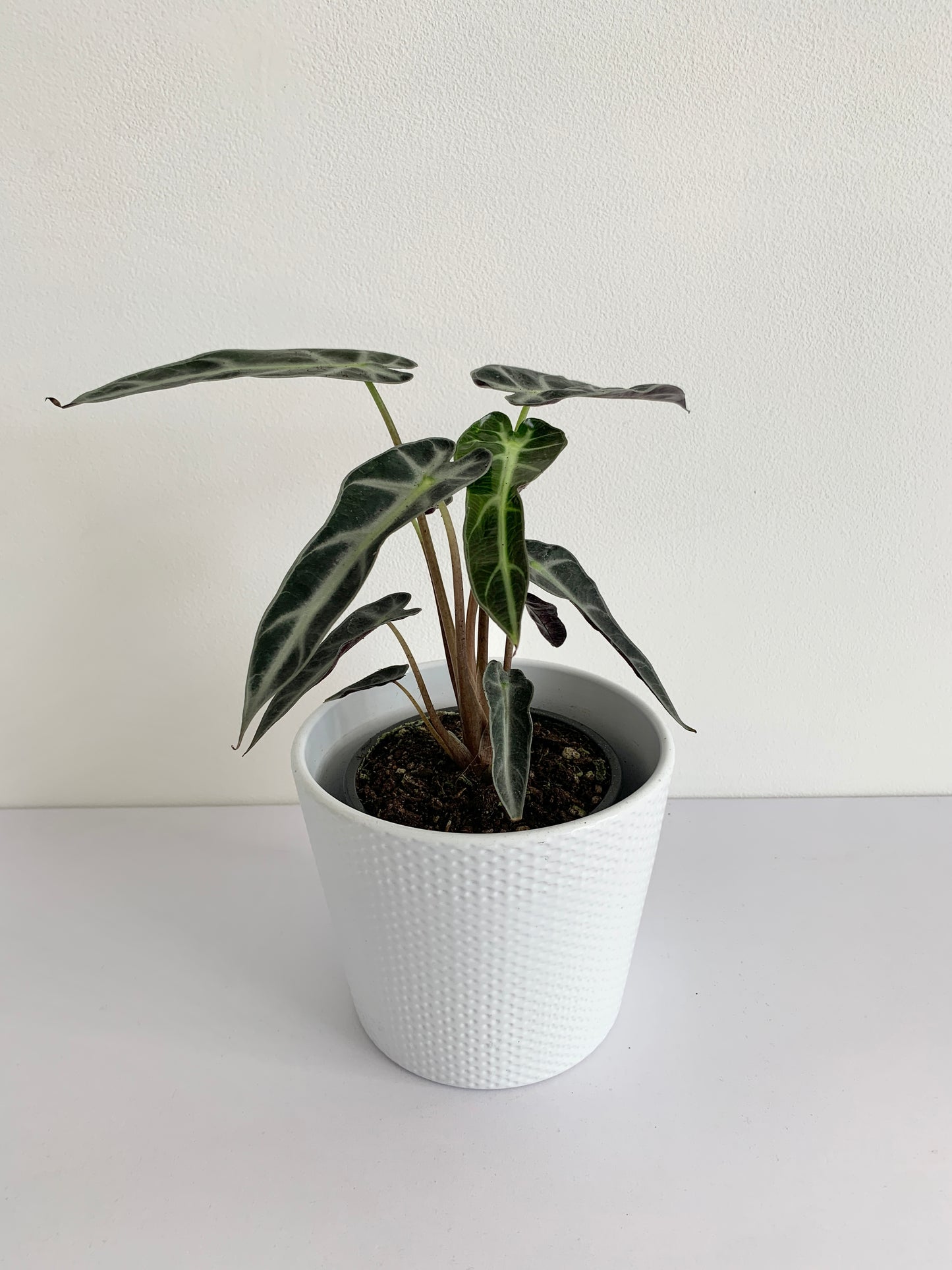 Alocasia Amazonica "Bambino"