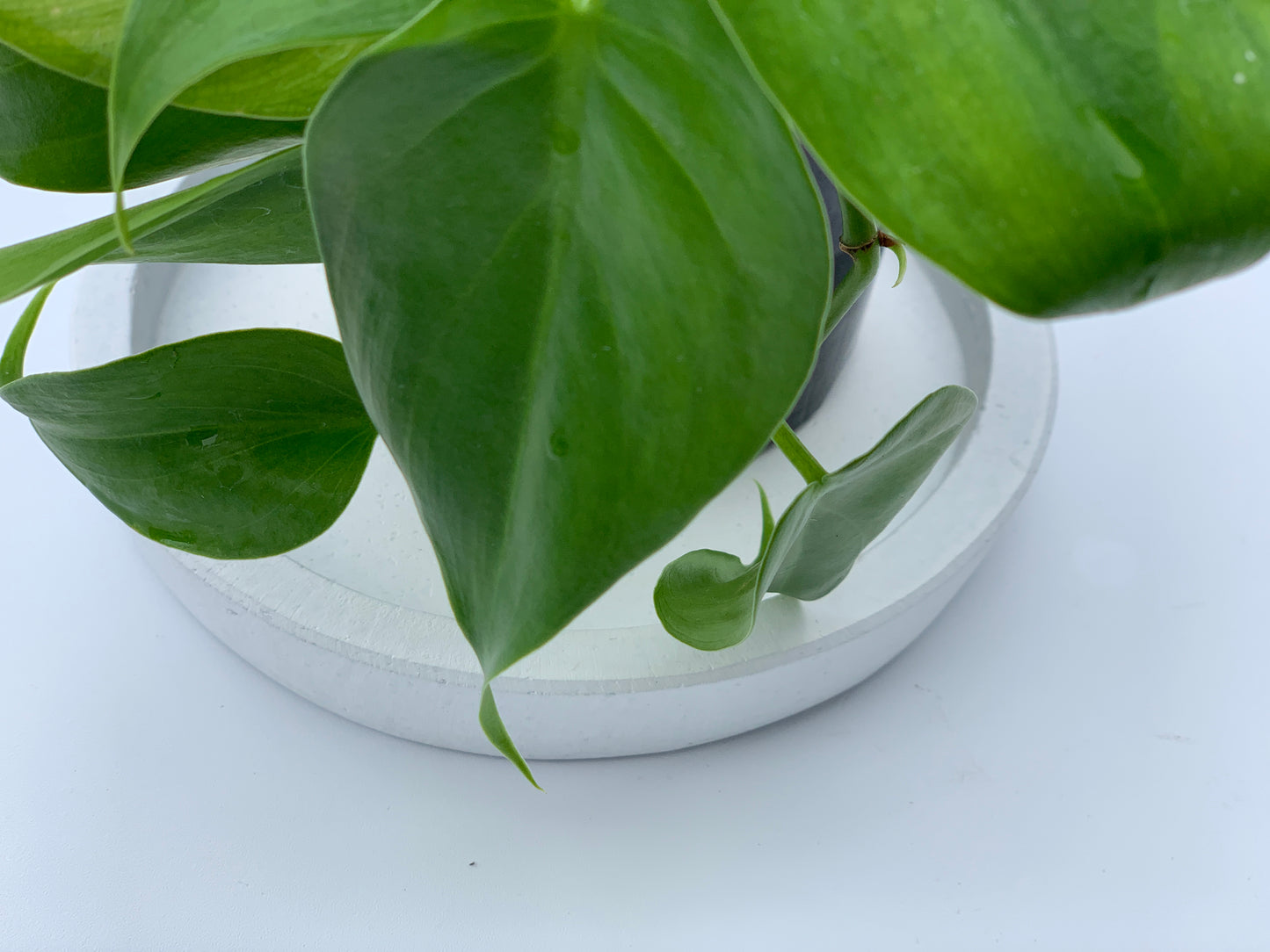 Concrete Saucer