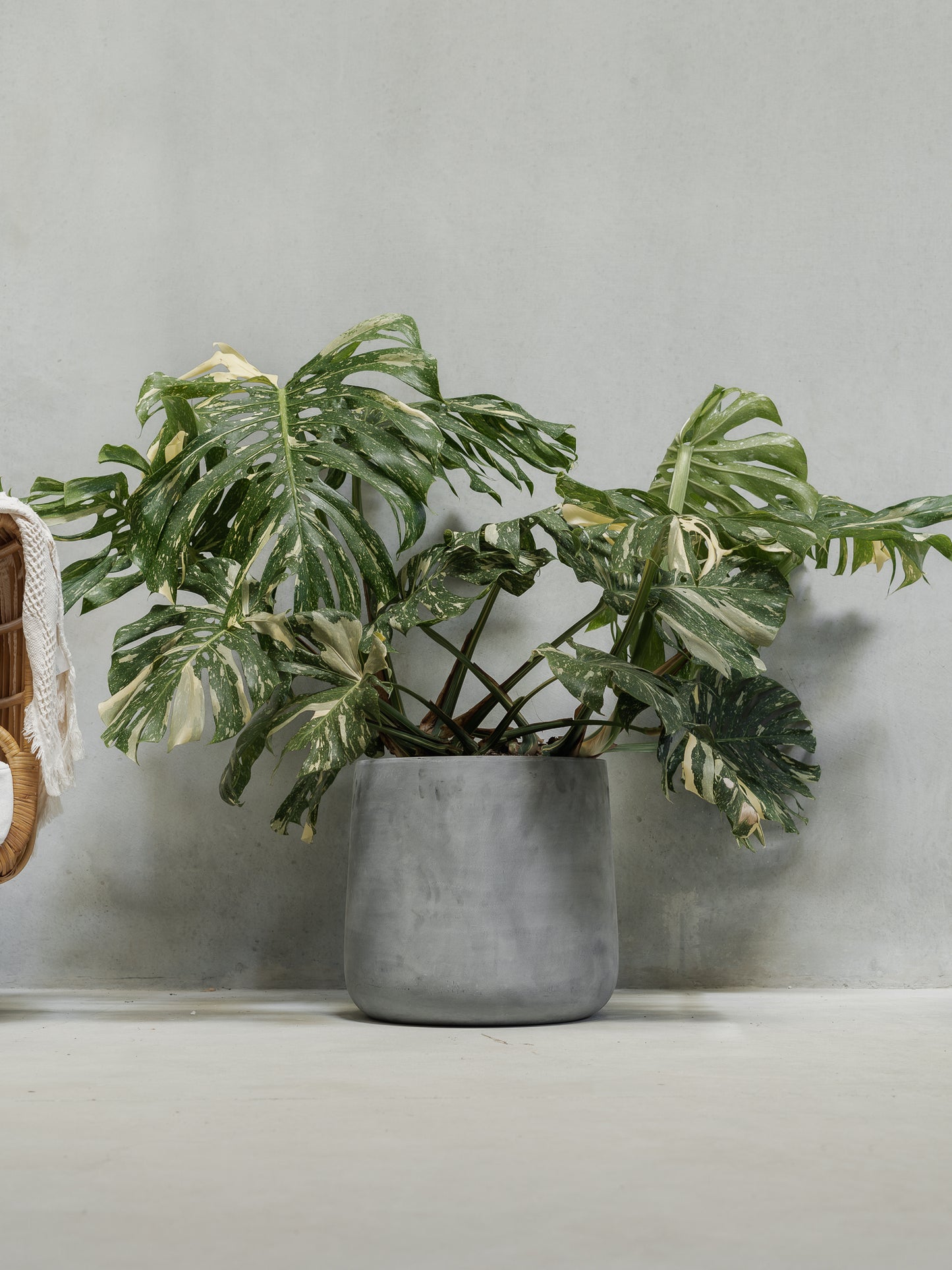 2XL Monstera Thai Constellation