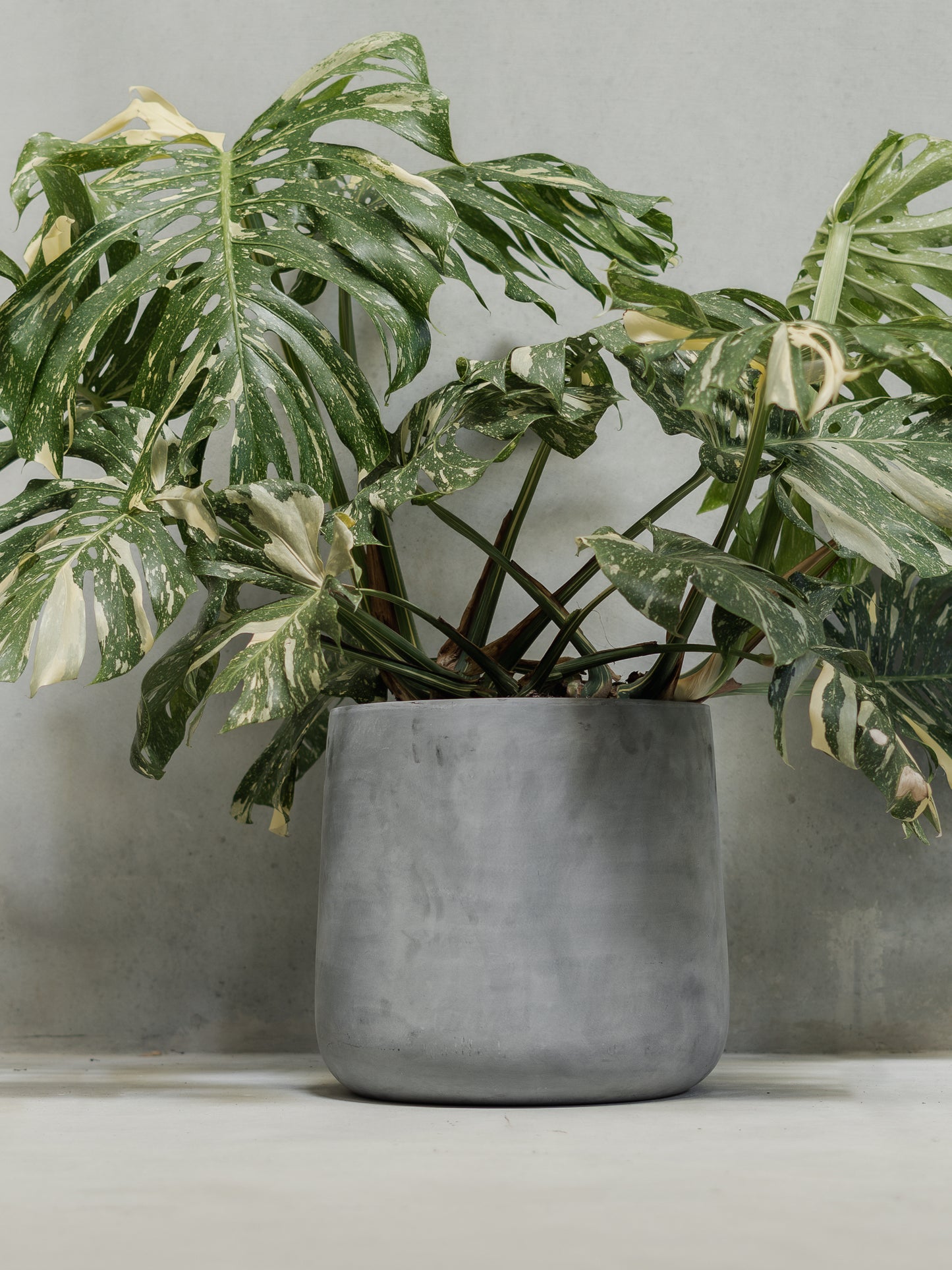 2XL Monstera Thai Constellation
