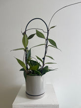 Load image into Gallery viewer, Hoya Carnosa