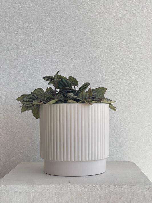 Peperomia SPP