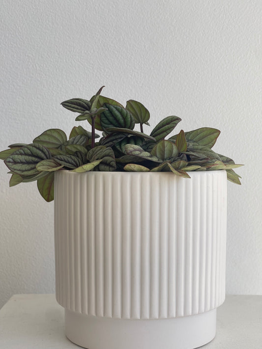Peperomia SPP