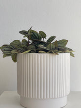 Load image into Gallery viewer, Peperomia SPP