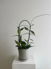 Load image into Gallery viewer, Hoya Carnosa