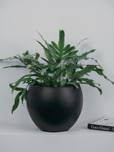 Load image into Gallery viewer, Phlebodium Blue Star Fern