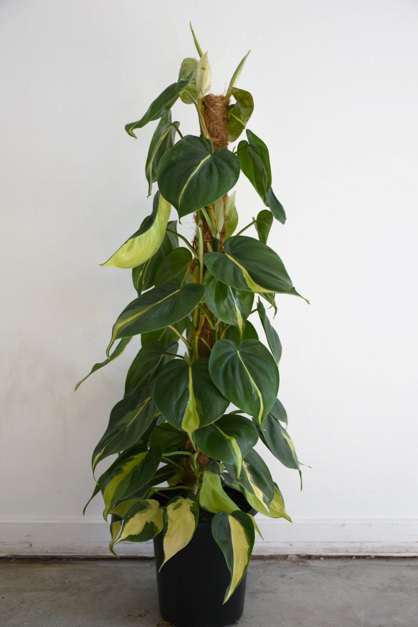 Philodendron Brasil Coir-Pole Pot Plant