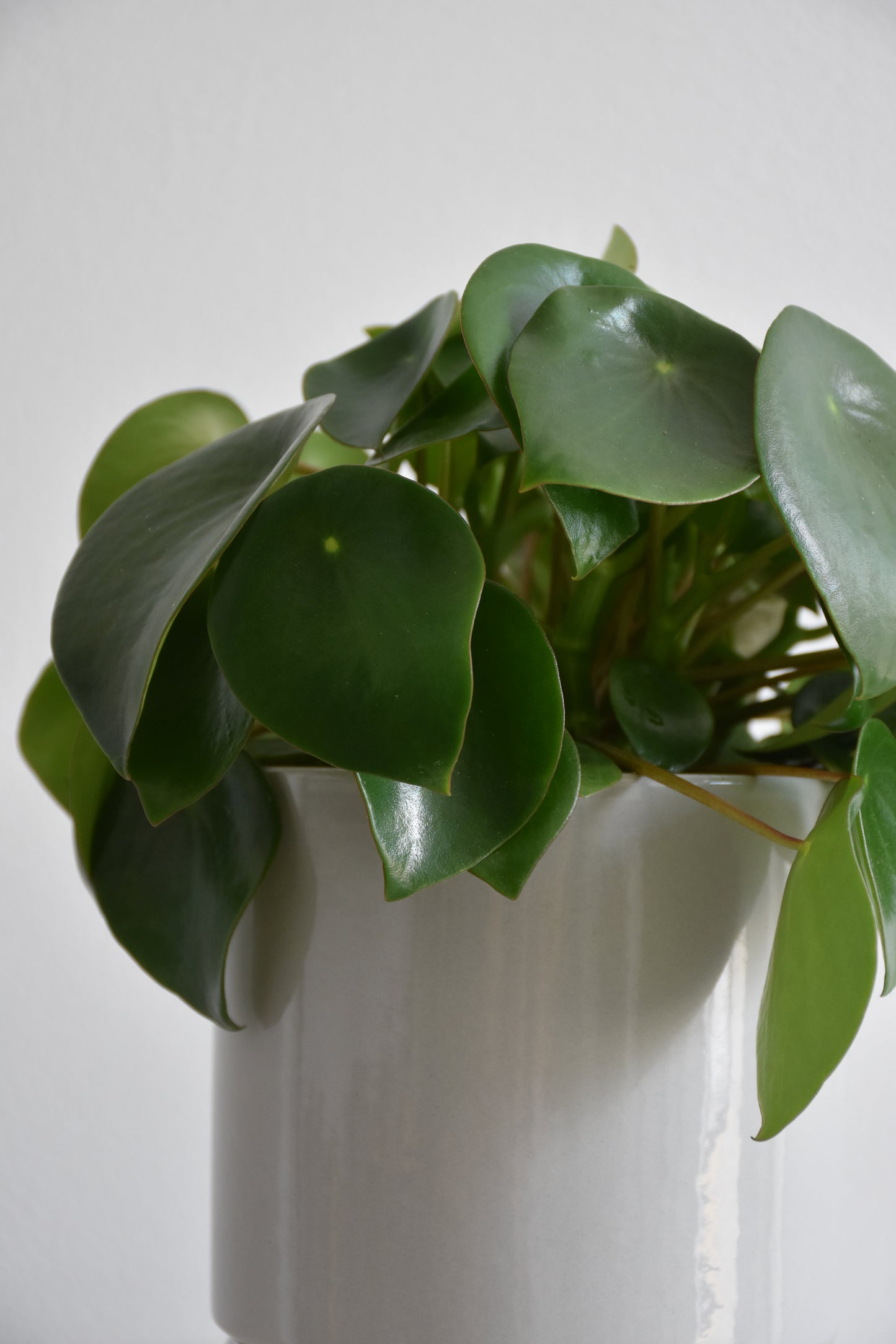 Peperomia Polybotrya