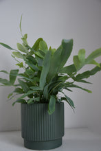 Load image into Gallery viewer, Phlebodium Blue Star Fern