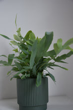 Load image into Gallery viewer, Phlebodium Blue Star Fern