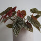 Begonia Hot Spot