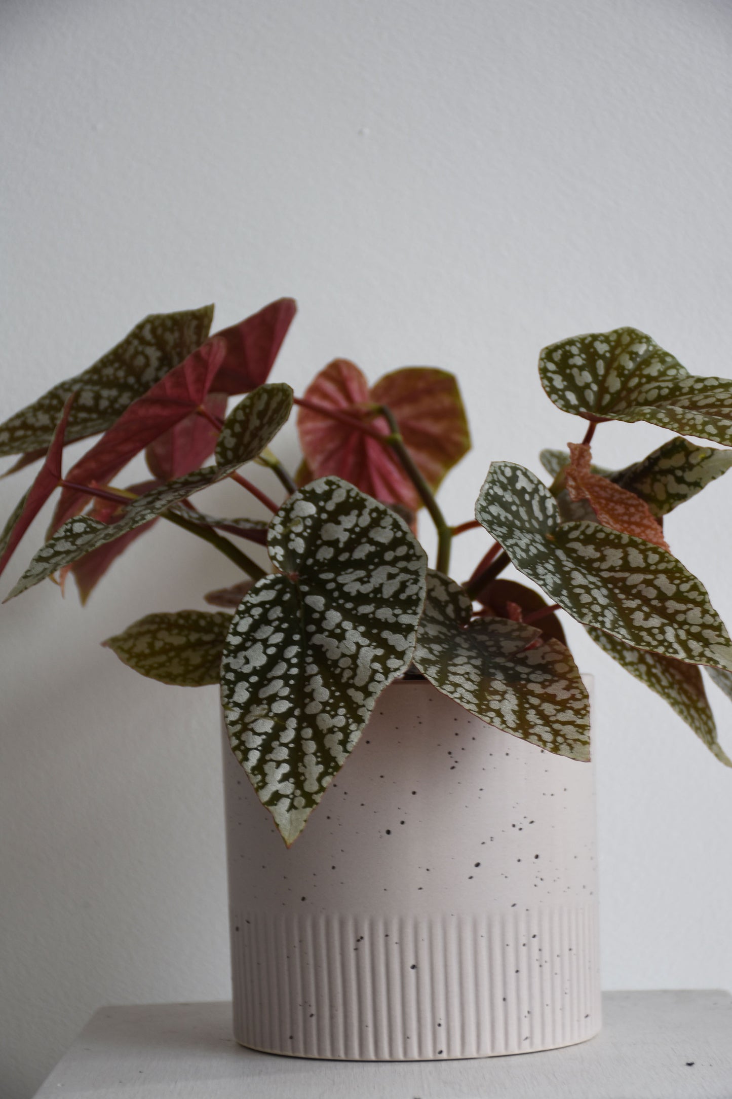 Begonia Hot Spot