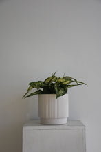 Load image into Gallery viewer, Aglaonema Thai Snowflakes
