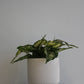 Aglaonema Thai Snowflakes