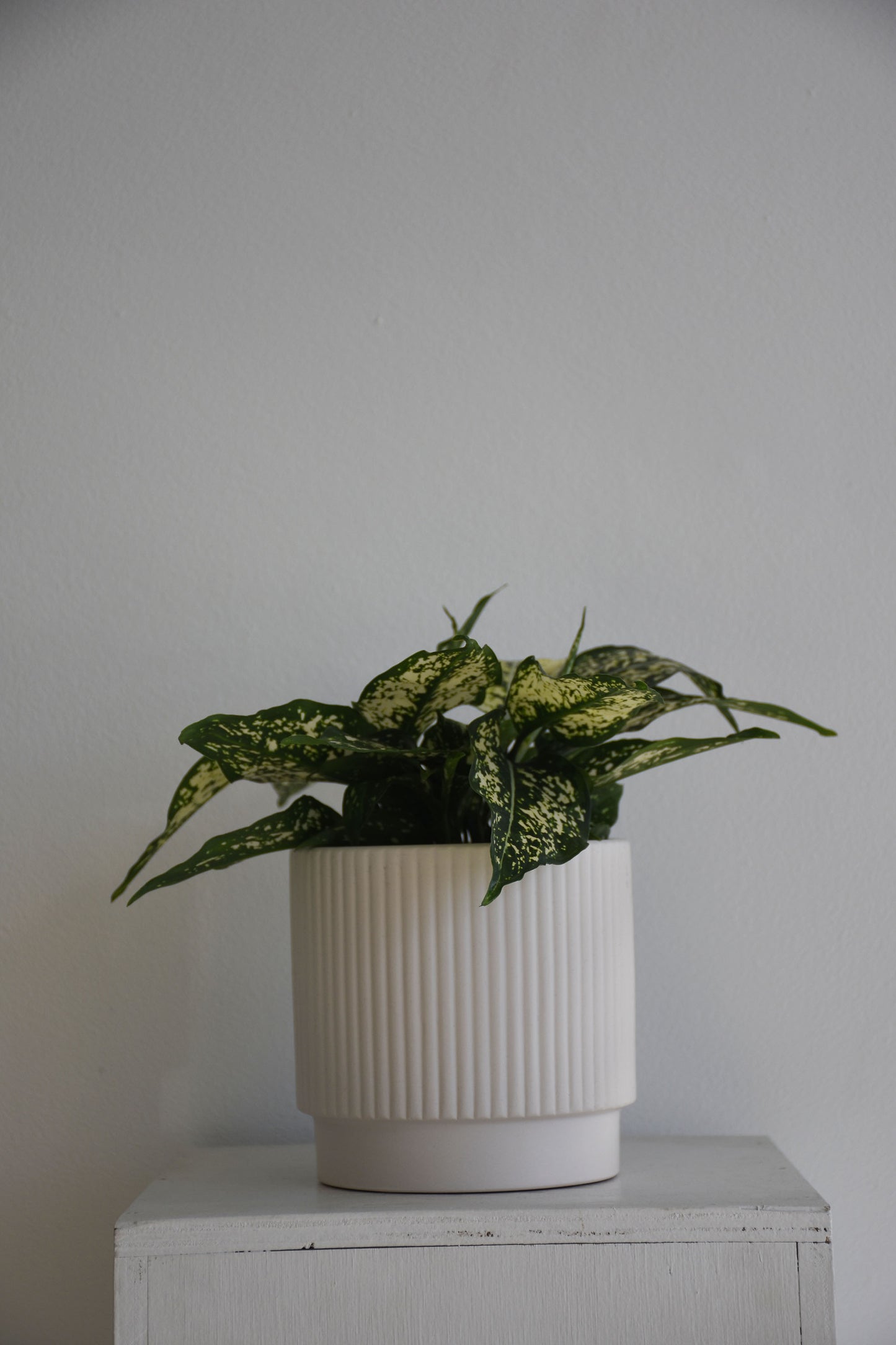 Aglaonema Thai Snowflakes