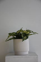 Load image into Gallery viewer, Aglaonema Thai Snowflakes