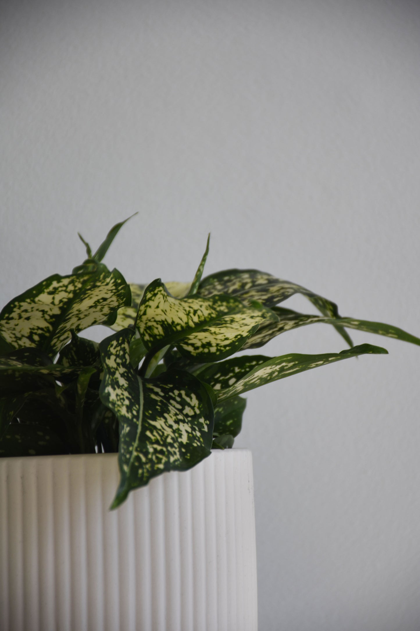 Aglaonema Thai Snowflakes