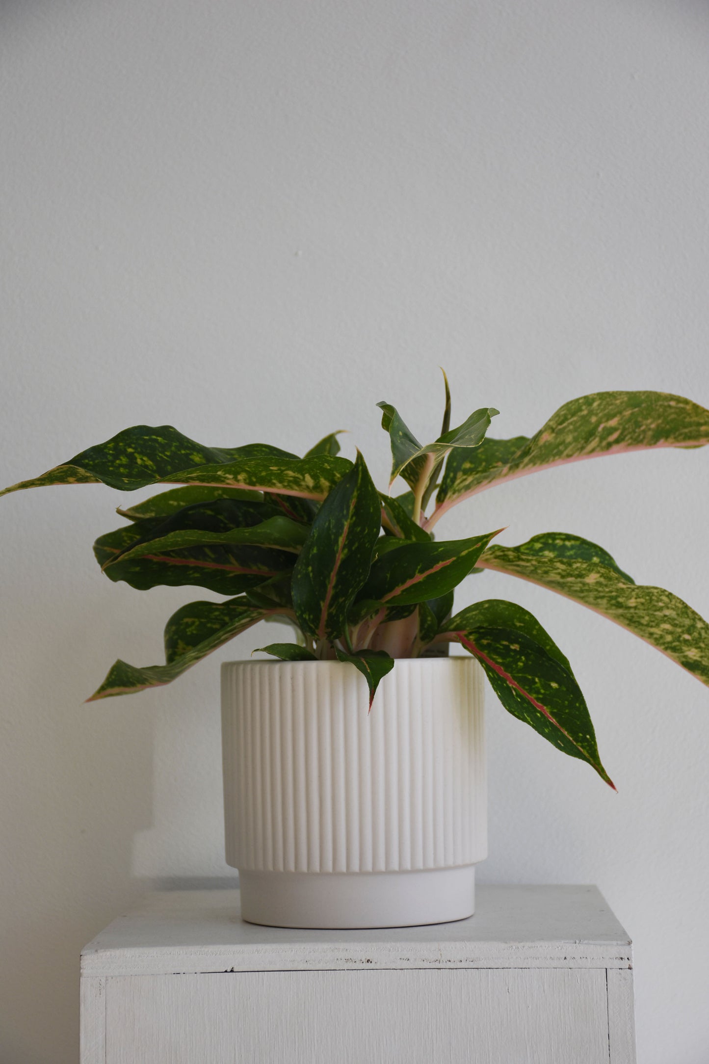 Aglaonema Night Sparkle