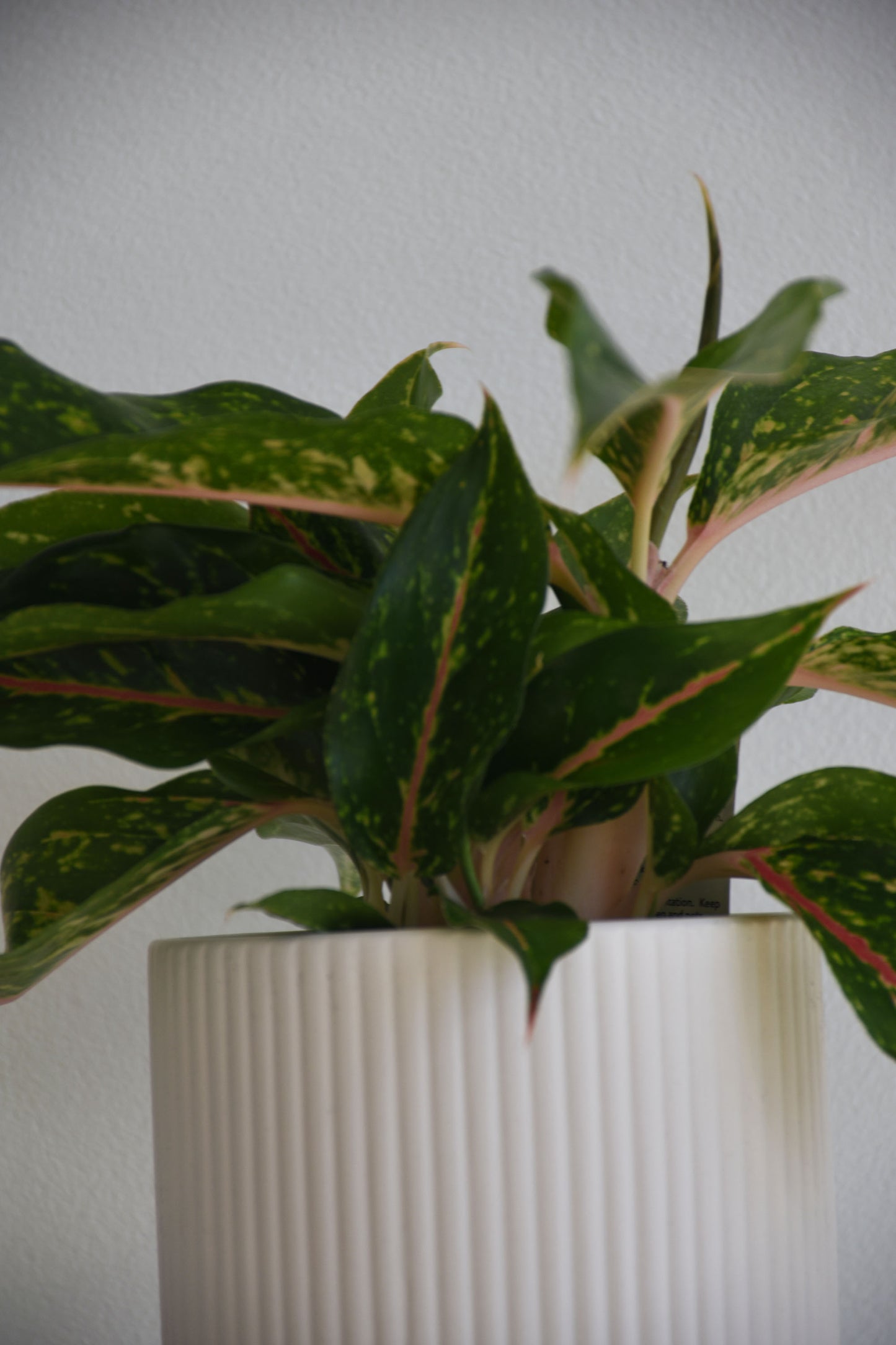 Aglaonema Night Sparkle