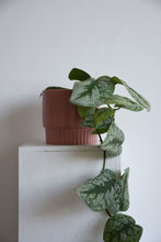 Load image into Gallery viewer, Klara Pots