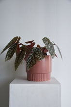 Load image into Gallery viewer, Klara Pots