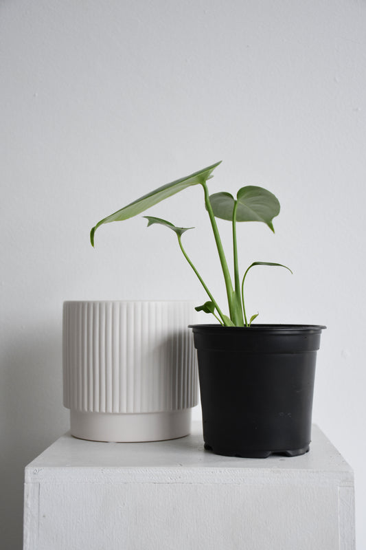 Monstera + Juno Pot Combo