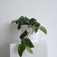 Satin Pothos