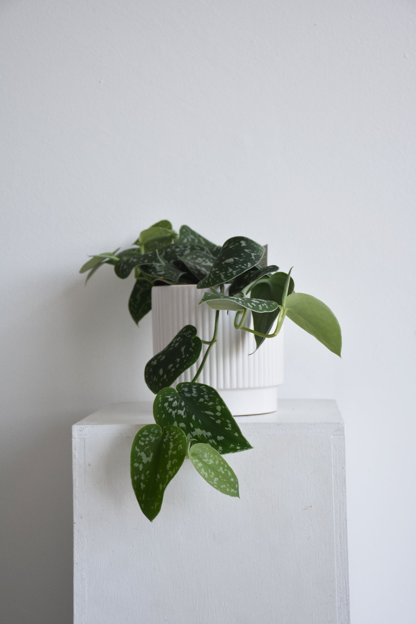 Satin Pothos