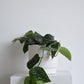 Satin Pothos