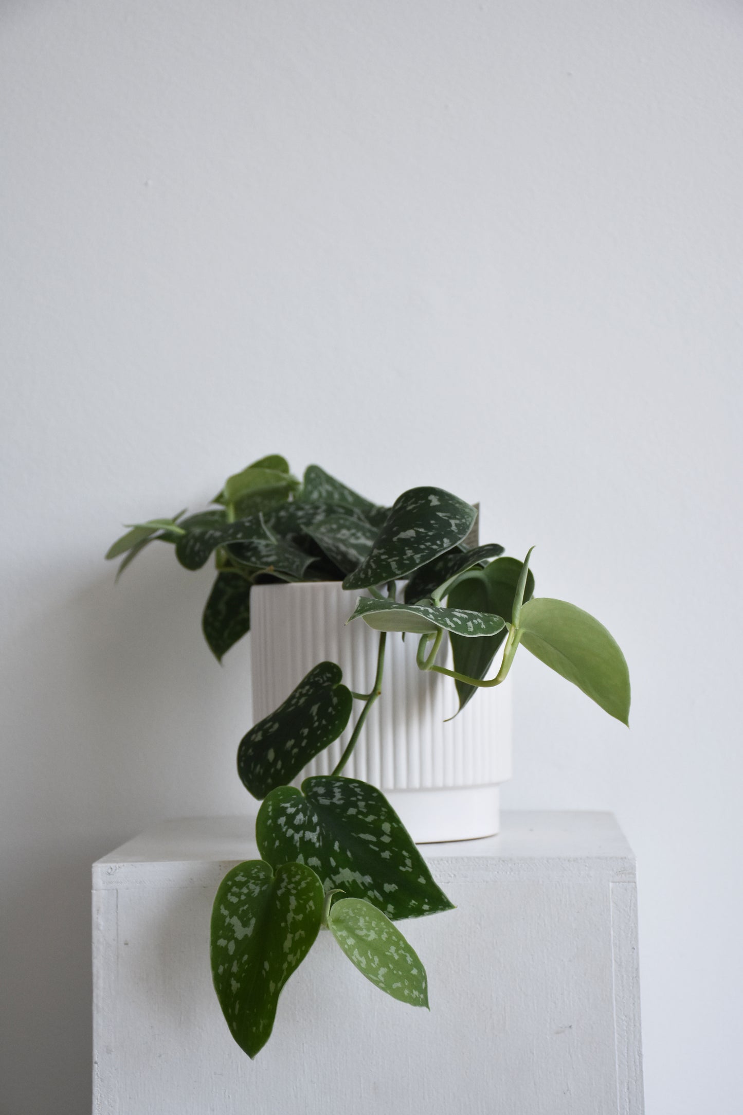 Satin Pothos