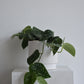 Satin Pothos