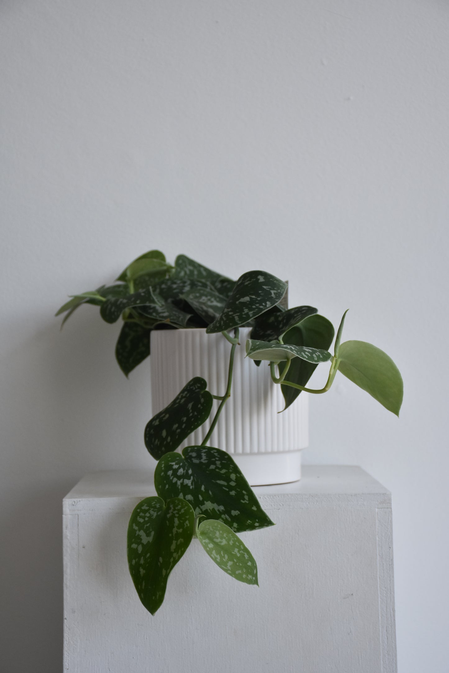 Satin Pothos