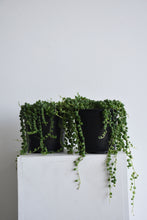 Load image into Gallery viewer, Senecio Rowleyanus 'String of Pearls'
