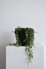 Load image into Gallery viewer, Senecio Rowleyanus 'String of Pearls'