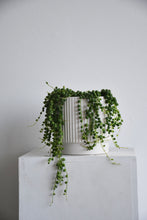 Load image into Gallery viewer, Senecio Rowleyanus 'String of Pearls'