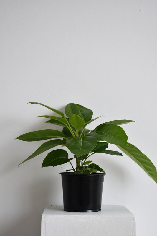 Schefflera Alpine