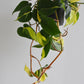 Philodendron Brasil Hanging Pot