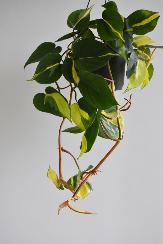 Philodendron Brasil Hanging Pot