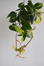 Load image into Gallery viewer, Philodendron Brasil Hanging Pot