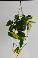 Load image into Gallery viewer, Philodendron Brasil Hanging Pot