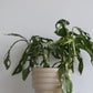 Monstera Monkey Mask Mint