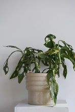 Load image into Gallery viewer, Monstera Monkey Mask Mint