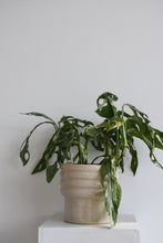Load image into Gallery viewer, Monstera Monkey Mask Mint
