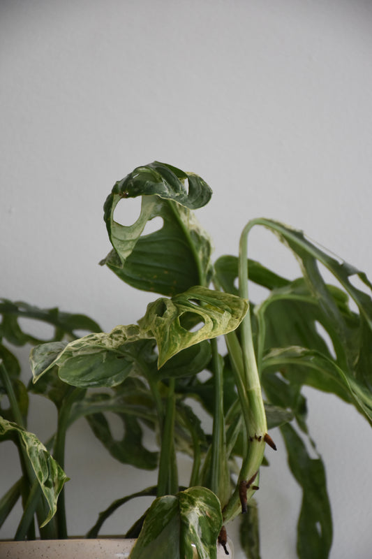 Monstera Monkey Mask Mint