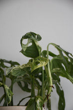 Load image into Gallery viewer, Monstera Monkey Mask Mint