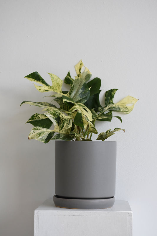 Philodendron Minima Variegated