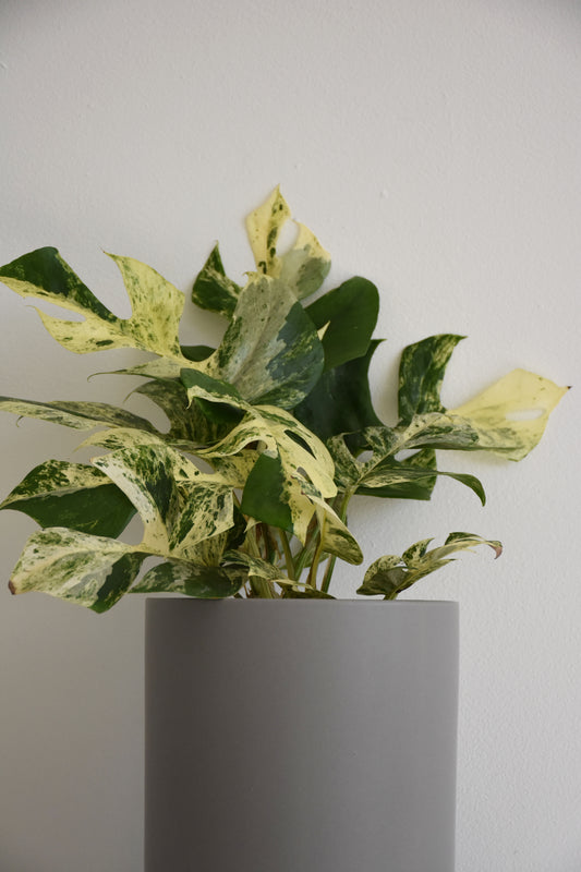 Philodendron Minima Variegated