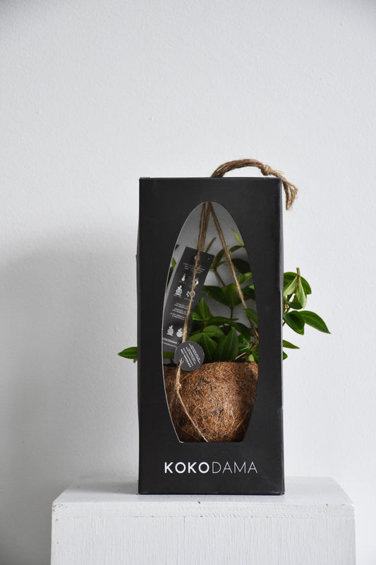 Kokodama Peperomia Rocca Verde