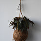 Kokodama Begonia Hot Spot Hanging Plant